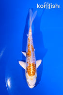 5" ARAGOKE KIKUSUI