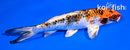 6" YAMATO NISHIKI