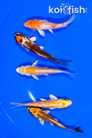 PACK OF (5) 3.75-4.25" STANDARD KOI