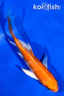 5" HARIWAKE BUTTERFLY