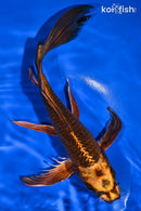 9.25" GIN ORENJI MATSUBA BUTTERFLY
