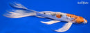 9.5" BENI KIKOKURYU BUTTERFLY