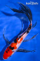8.75" SANKE BUTTERFLY