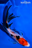 5.25" SANKE BUTTERFLY