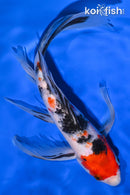 9.5" SANKE BUTTERFLY