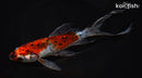 8" SHUBUNKIN GOLDFISH
