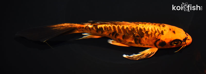 7.25" ARAGOKE ORENJI MATSUBA BUTTERFLY