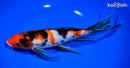 9.75" SANKE BUTTERFLY