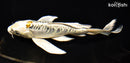 7.25" DOITSU KUJAKU BUTTERFLY