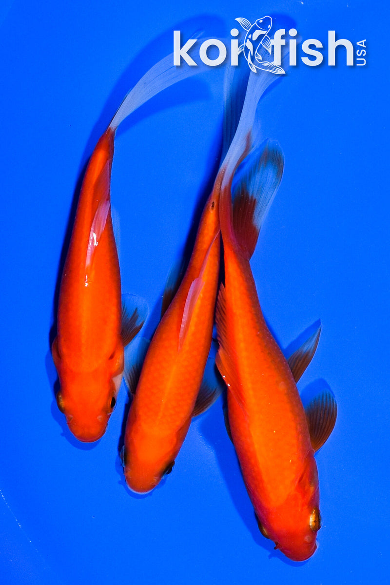 PACK OF (3) 5-5.5" COMET GOLDFISH