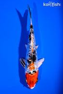5.5" GINRIN YAMATO NISHIKI