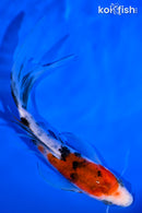 5.75" SANKE BUTTERFLY