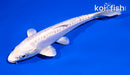 5.5" DOITSU PLATINUM OGON