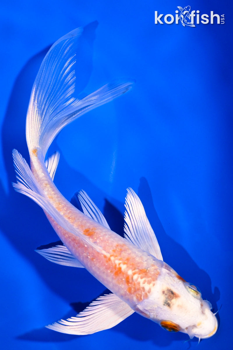 5.75" HARIWAKE BUTTERFLY