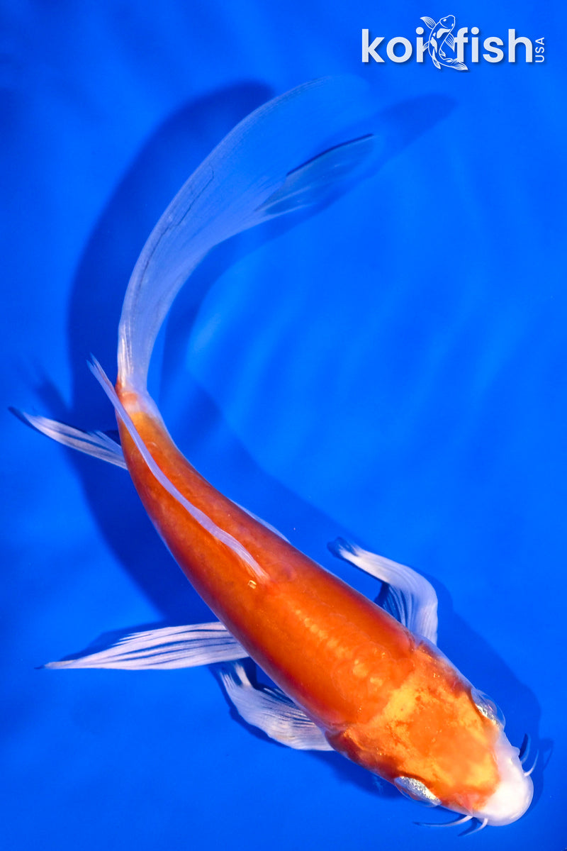 5.75" KIKUSUI BUTTERFLY