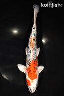 11.75" DOITSU GINRIN KUJAKU