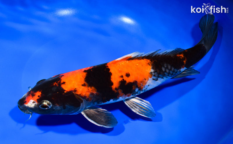 11.25" KIN HI SHOWA
