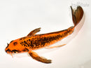 8.75" ORENJI MATSUBA BUTTERFLY