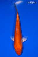 6" ORENJI OGON