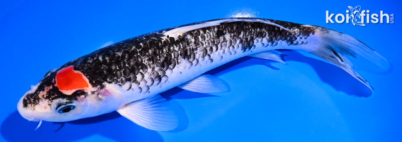 8.75" TANCHO GOSHIKI