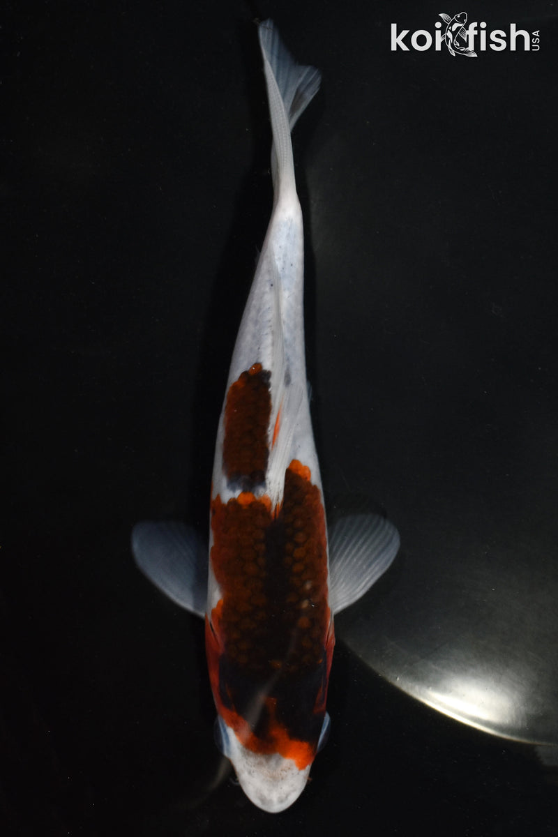 6" GOROMO