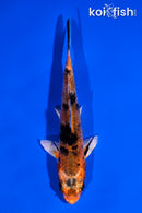 5" YAMATO NISHIKI
