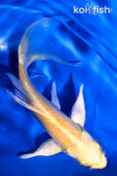 5.5" YAMABUKI OGON BUTTERFLY