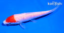 4.5" DOITSU TANCHO KOHAKU