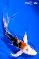 5.75" YAMATO NISHIKI BUTTERFLY