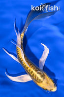 5.25" KIN KIKOKURYU BUTTERFLY