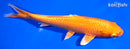 6.5" ORENJI OGON