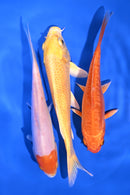 PACK OF (3) 6-7" STANDARD KOI