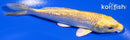 4.25" GINRIN YAMABUKI OGON