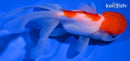 5" MARUTEN ORANDA GOLDFISH