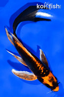 6" DOITSU ORENJI MATSUBA BUTTERFLY