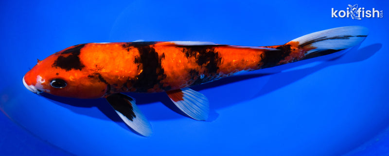 12" GINRIN HI SHOWA