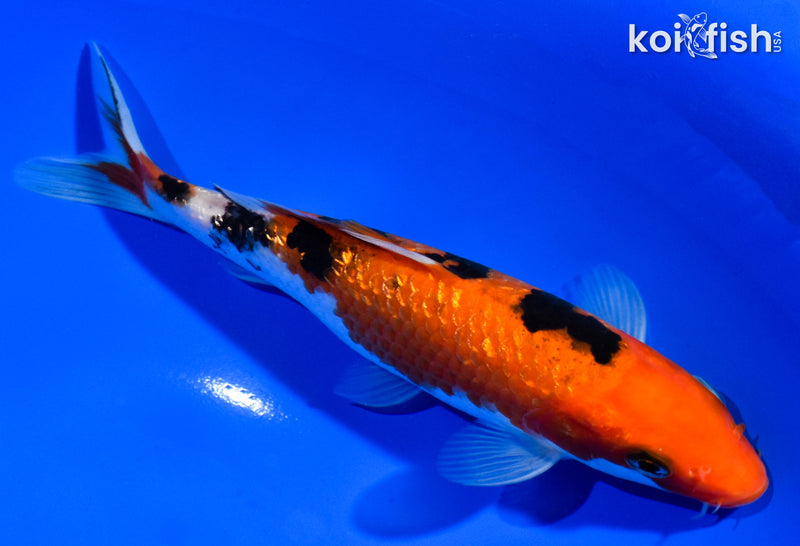 6" GINRIN SANKE