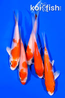 PACK OF (5) 4.25-4.5" STANDARD KOI