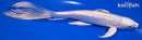 10" GINRIN PLATINUM OGON BUTTERFLY