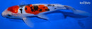 8.5"  DOITSU SANKE