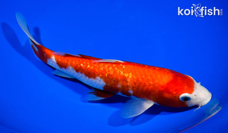 8.75" GINRIN KOHAKU