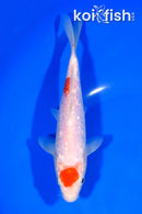 7" GINRIN MARUTEN KOHAKU