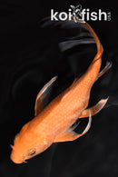 8" CHAGOI BUTTERFLY