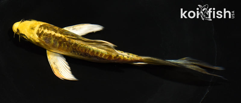 5.5" ARAGOKE KIN KIKOKURYU BUTTERFLY