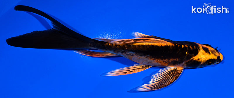 5.5" BENI KIKOKURYU BUTTERFLY