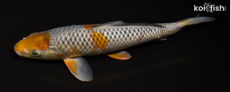 11.5" OCHIBA SHIGURE