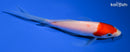 5.5" HOODED KOHAKU BUTTERFLY