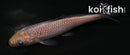 4" SORAGOI