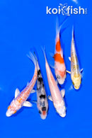 PACK OF (5) 3.75-4.25" STANDARD KOI