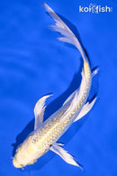 8.25" GINRIN YAMABUKI OGON BUTTERFLY